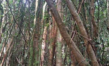 Parcela en Venta en Pargua Ahincó