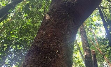 Parcela en Venta en Pargua Ahincó