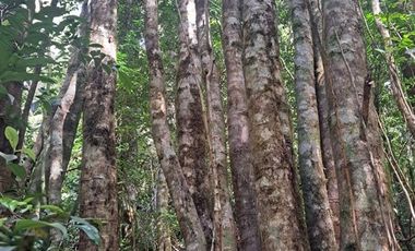 Parcela en Venta en Pargua Ahincó