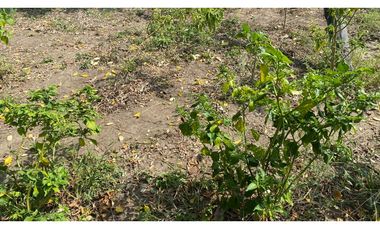 FINCA EN VENTA EN SALITRAL