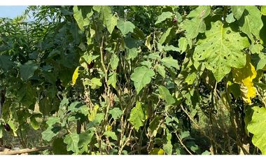 FINCA EN VENTA EN SALITRAL