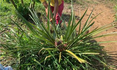 Venta o permuta de finca de 44 hectáreas Carmen de Bolívar