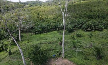 Venta o permuta de finca de 44 hectáreas Carmen de Bolívar
