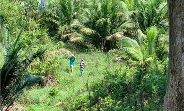 Venta o permuta de finca de 44 hectáreas Carmen de Bolívar