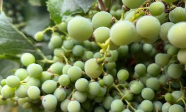 Finca en Venta en Ugarteche