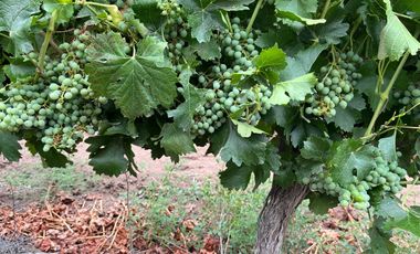 Finca en Venta en Ugarteche