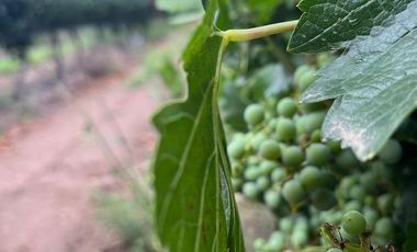 Finca en Venta en Ugarteche