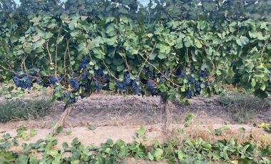 Finca en Venta en Ugarteche