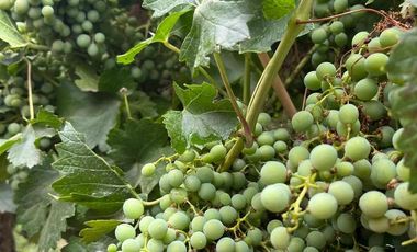 Finca en Venta en Ugarteche