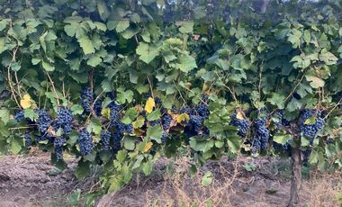 Finca en Venta en Ugarteche