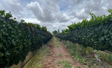 Finca en Venta en Ugarteche