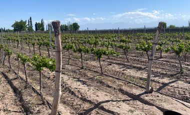 Finca en Venta en Ugarteche