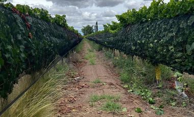 Finca en Venta en Ugarteche