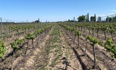 Finca en Venta en Ugarteche