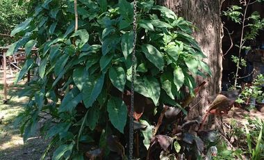 Casa en venta - 3 Dormitorios 1 Baño - Escobar