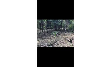 VILLA GRECIA / ALCADE DIAZ / ROD CAREW / TERRENO 2 HECTAREAS AS