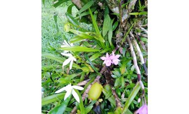 ALQUILO  CASITA 1 HABITACION - VIA GUALACA