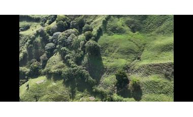 Finca productiva potreros y limón sector Miravalles ; cerca,la tebaida