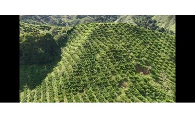 Finca productiva potreros y limón sector Miravalles ; cerca,la tebaida