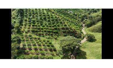 Finca productiva potreros y limón sector Miravalles ; cerca,la tebaida