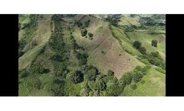 Finca productiva potreros y limón sector Miravalles ; cerca,la tebaida