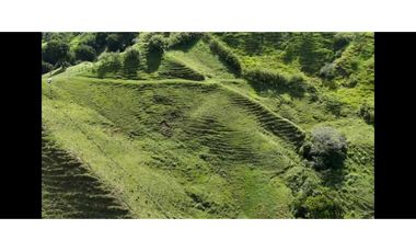 Finca productiva potreros y limón sector Miravalles ; cerca,la tebaida