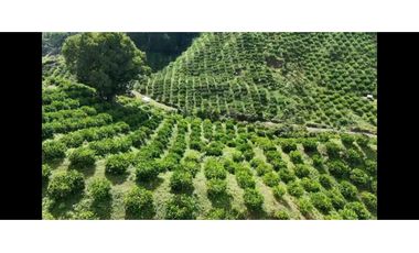 Finca productiva potreros y limón sector Miravalles ; cerca,la tebaida