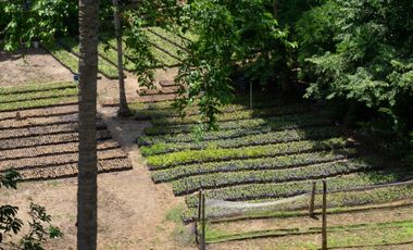 SE VENDE FINCA CON ALTA PROYECCIÓN TURISTICA, SECTOR BURITACA