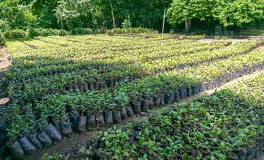 SE VENDE FINCA CON ALTA PROYECCIÓN TURISTICA, SECTOR BURITACA