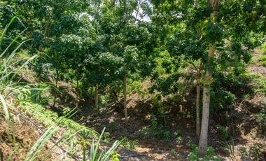 SE VENDE FINCA CON ALTA PROYECCIÓN TURISTICA, SECTOR BURITACA