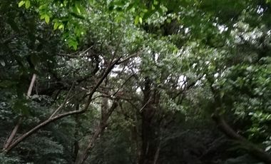 Finca Bonda