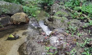 Finca Bonda
