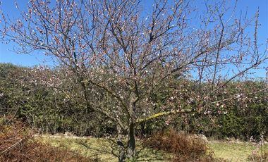 Parcela en Arriendo en El Trebolar