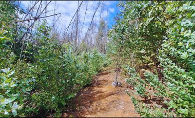 Parcela en venta en SANTA JUANA