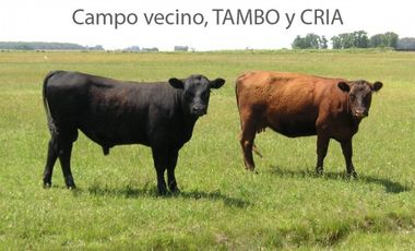 Oportunidad!! Exc Campo De 10ha en Lobos, Zona Haras, Agricola Ganadera, ideal emprendimiento!