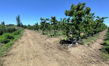 Agrícola en Venta en Ruta L 49 / Sector San Esteban