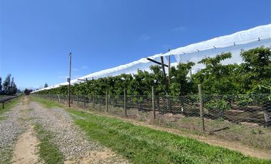 Agrícola en Venta en Ruta L 49 / Sector San Esteban