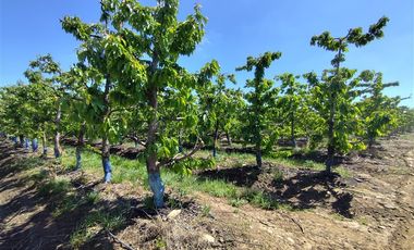 Agrícola en Venta en Ruta L 49 / Sector San Esteban