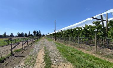 Agrícola en Venta en Ruta L 49 / Sector San Esteban