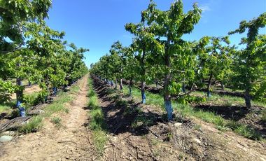 Agrícola en Venta en Ruta L 49 / Sector San Esteban