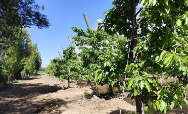 Agrícola en Venta en Ruta L 49 / Sector San Esteban