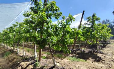 Agrícola en Venta en Ruta L 49 / Sector San Esteban