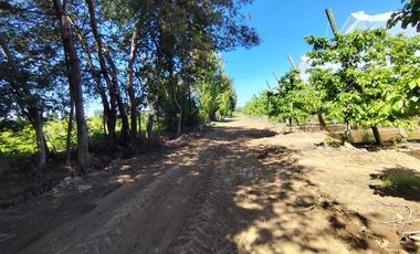 Agrícola en Venta en Ruta L 49 / Sector San Esteban