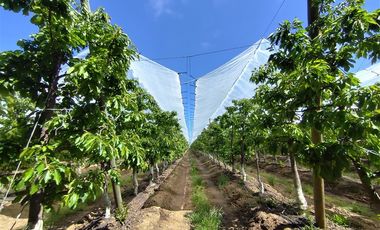 Agrícola en Venta en Ruta L 49 / Sector San Esteban