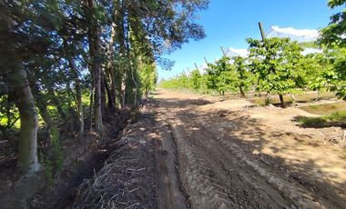 Agrícola en Venta en Ruta L 49 / Sector San Esteban