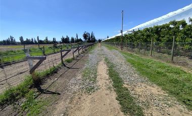 Agrícola en Venta en Ruta L 49 / Sector San Esteban