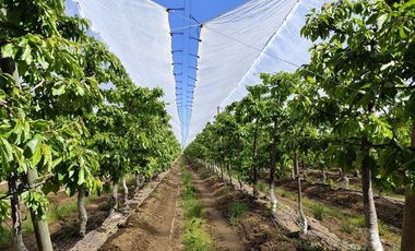 Agrícola en Venta en Ruta L 49 / Sector San Esteban