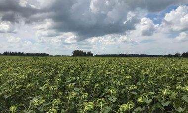Venta campo agricola en Miramar, General Alvarado