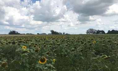 Venta campo agricola en Miramar, General Alvarado