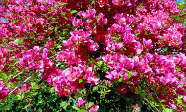 Terreno en Venta sobre Av. de Las Americas